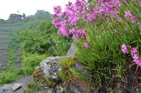 Exkursion in das Ahrtal - 10 Rotweinwanderweg - Blick auf die Saffenburg bei Mayschoss (Bildautor: Dr. Günter Seidenschwann)